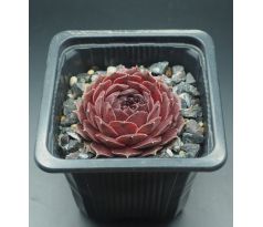 Sempervivum PUDŘENKA