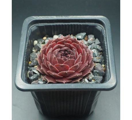 Sempervivum PUDŘENKA