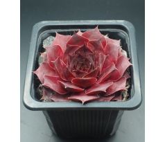 Sempervivum PUEBLO