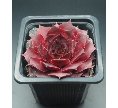 Sempervivum PUEBLO