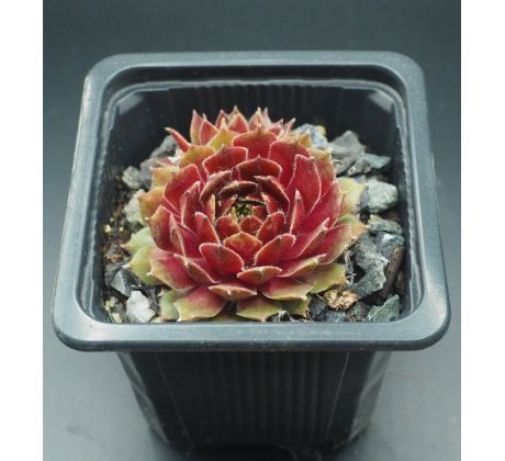 Sempervivum PURDY`S 50-5