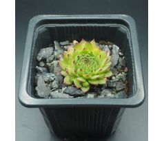 Sempervivum PEPPERMINT PETTY