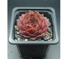 Sempervivum PIRI