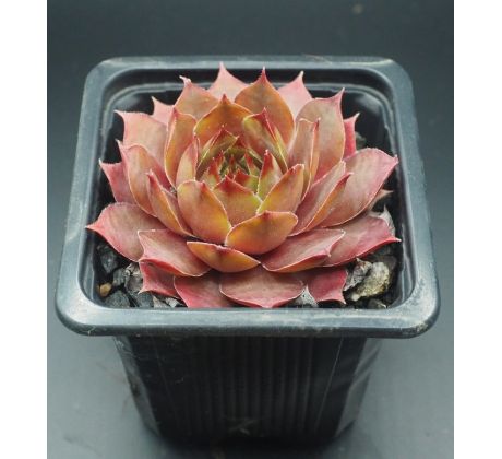 Sempervivum PURDY`S 50-6