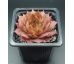 Sempervivum PURDY`S 50-6