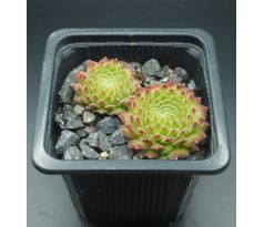 Sempervivum MICKEY MOUSE I