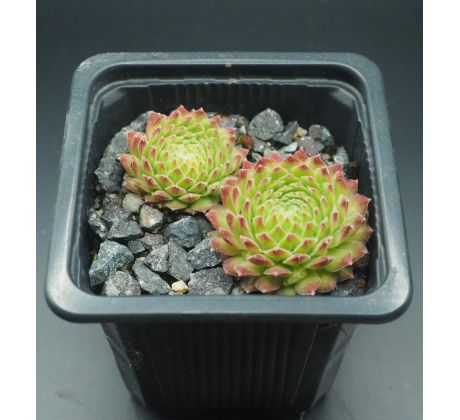 Sempervivum MICKEY MOUSE I