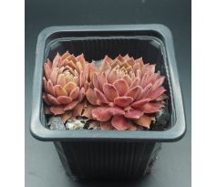 Sempervivum PLAMENY