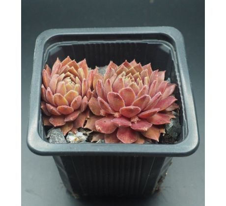 Sempervivum PLAMENY