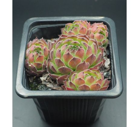 Sempervivum MOLLE