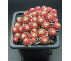 Sempervivum MIKE