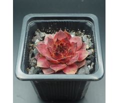 Sempervivum MAUNA KEA