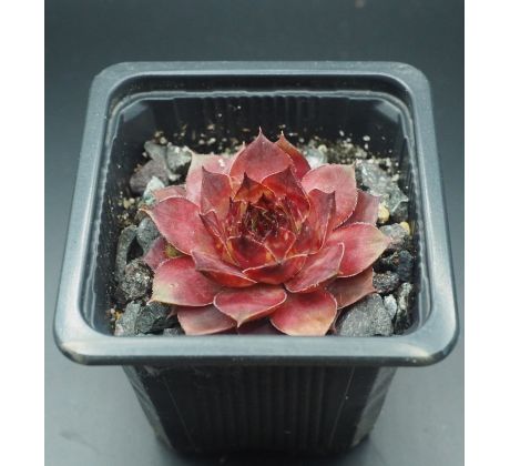 Sempervivum MAUNA KEA