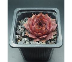 Sempervivum MISSOURI ROSE