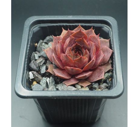 Sempervivum MISSOURI ROSE