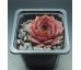 Sempervivum MISSOURI ROSE