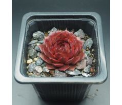 Sempervivum BEDIVERE