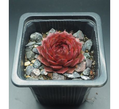 Sempervivum BEDIVERE