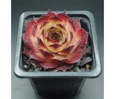 Sempervivum MILAN