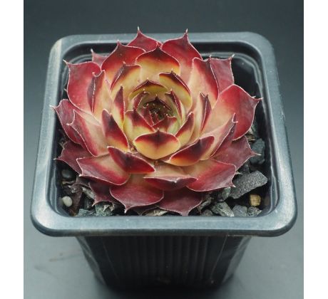 Sempervivum MILAN