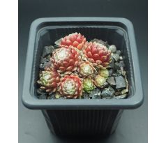 Sempervivum MONA LISA