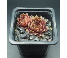 Sempervivum MIGNON