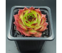 Sempervivum MERCEDES