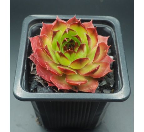 Sempervivum MERCEDES