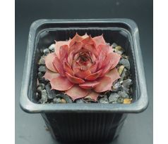 Sempervivum MERAPI