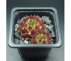 Sempervivum MARVALO