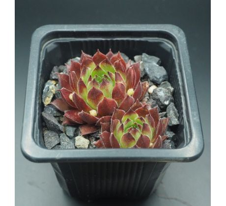 Sempervivum MARVALO