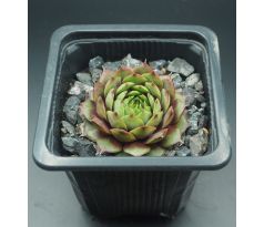 Sempervivum MOISHA