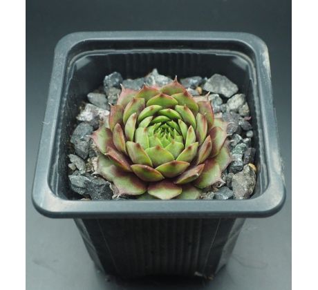 Sempervivum MOISHA