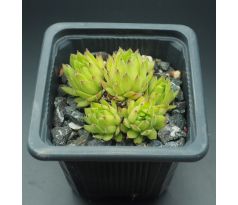 Sempervivum MIDAS