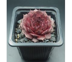 Sempervivum MILDRED