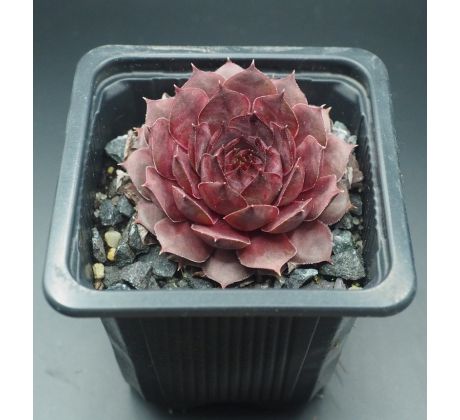 Sempervivum MILDRED