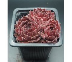 Sempervivum MONTESICO