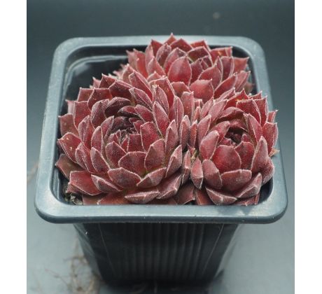 Sempervivum MONTESICO