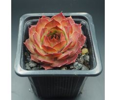 Sempervivum MATE