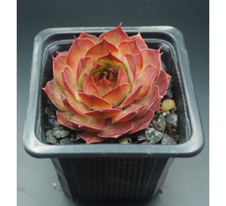 Sempervivum MATE