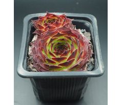 Sempervivum PAGRO