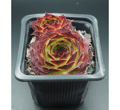 Sempervivum PAGRO