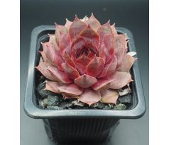 Sempervivum BLAUER HARNISCH