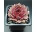 Sempervivum BLAUER HARNISCH