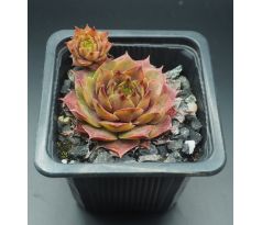 Sempervivum AGNETTA