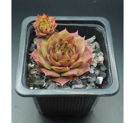 Sempervivum AGNETTA