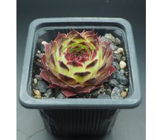 Sempervivum SIR WILLIAM LAWRENCE