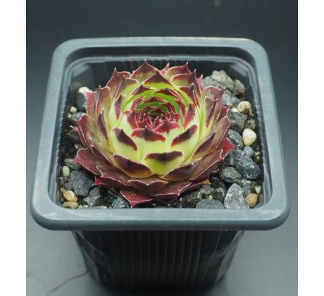 Sempervivum SIR WILLIAM LAWRENCE