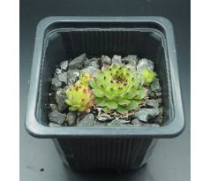 Sempervivum calcareum from Sospel