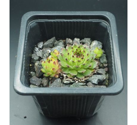 Sempervivum calcareum from Sospel